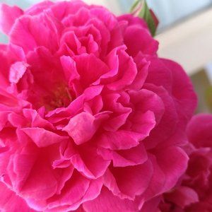 Meet your Posher, Thi kim anh